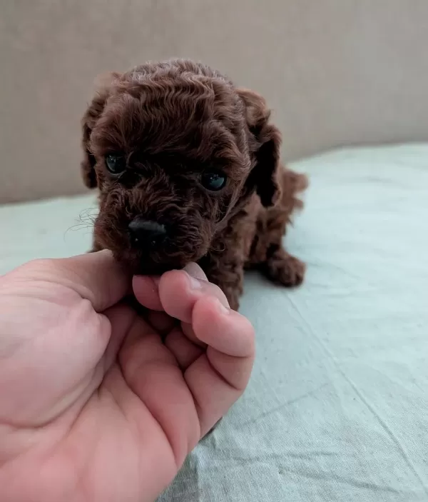Dark Kore Mini Teacup Yavrular