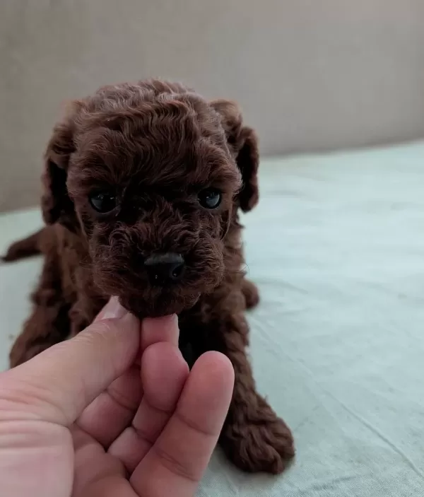 Dark Kore Mini Teacup Yavrular