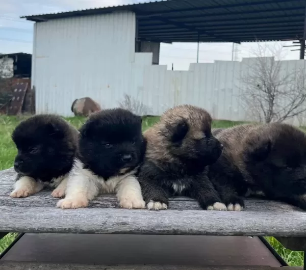Amerikan Akita Bebekler