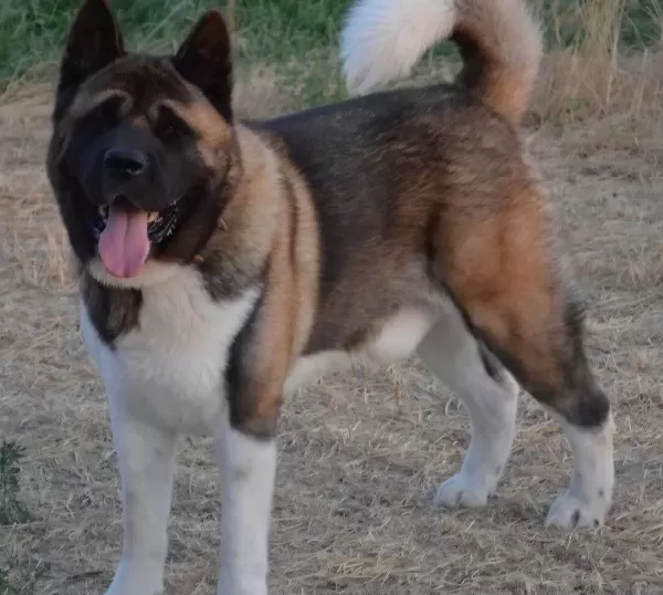Amerikan Akita Bebekler