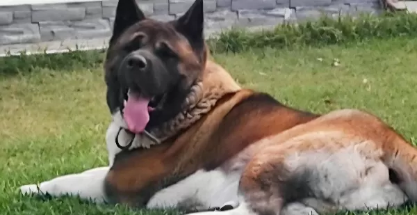 Amerikan Akita Bebekler