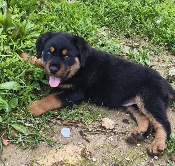 Teslime Hazır Asılı Erkek Rottwailer Yavru