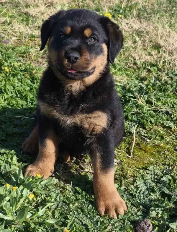 Teslime Hazır Asılı Erkek Rottwailer Yavru