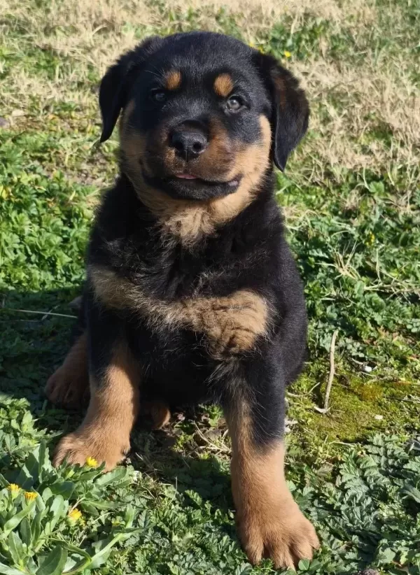 Teslime Hazır Asılı Erkek Rottwailer Yavru