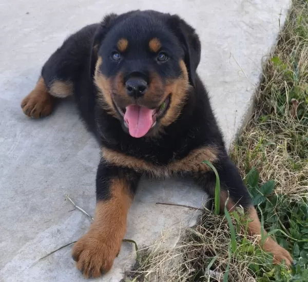 Teslime Hazır Asılı Erkek Rottwailer Yavru