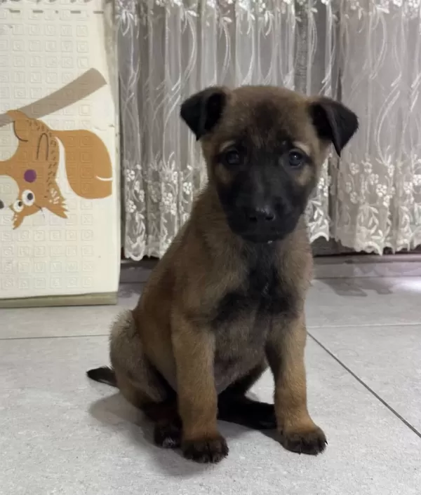 Evinizin Bekci Adayları