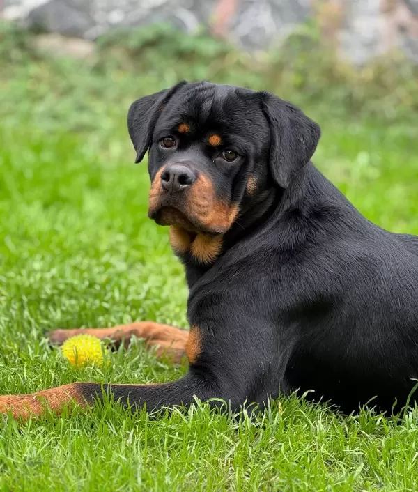Ust Kalite Kan Hattı Secereli Rottweiler