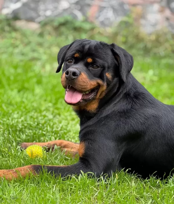 Ust Kalite Kan Hattı Secereli Rottweiler