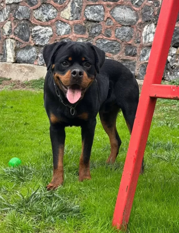 Ust Kalite Kan Hattı Secereli Rottweiler