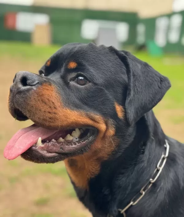 Ust Kalite Kan Hattı Secereli Rottweiler