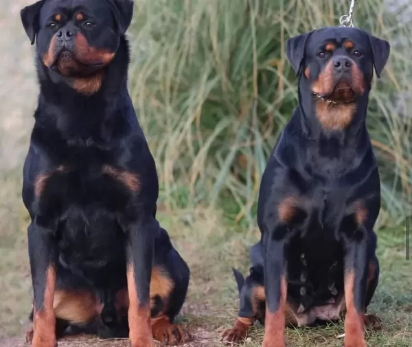 Ust Kalite Kan Hattı Secereli Rottweiler