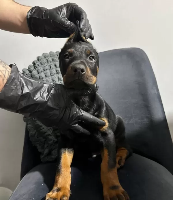 Istege Ozel Estetik A Kalite Doberman