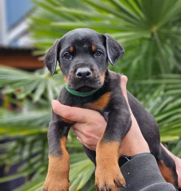 Iri Kemik Yapılı Doberman Yavrular
