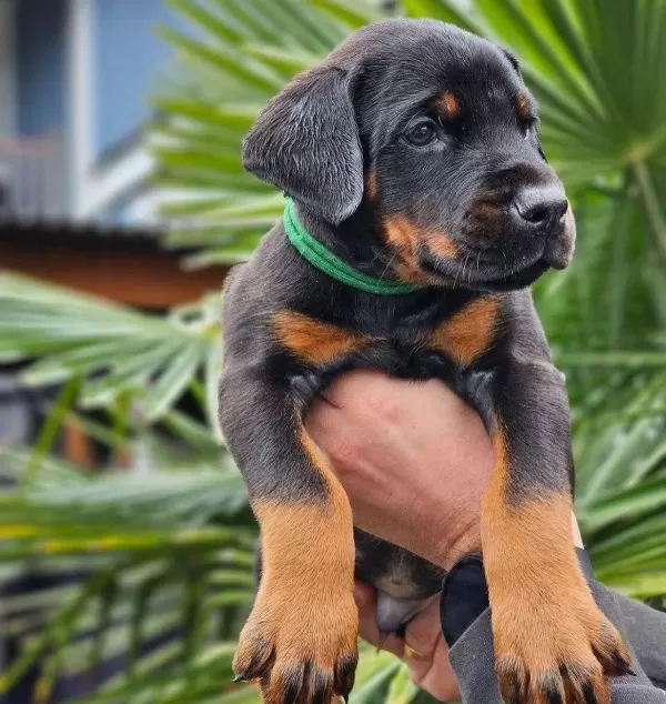 Iri Kemik Yapılı Doberman Yavrular