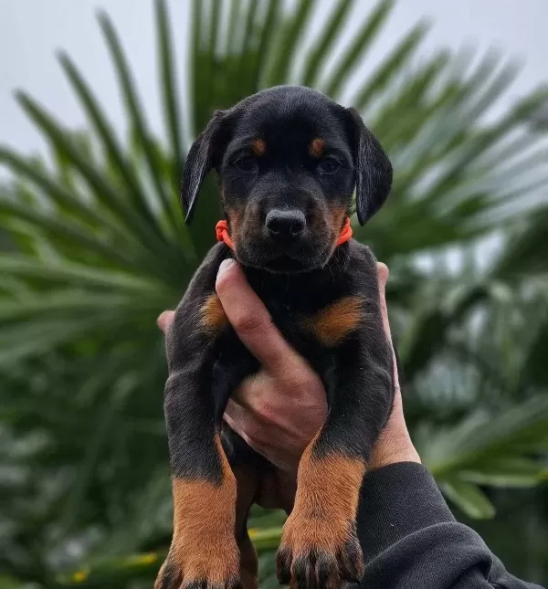 Hırs Kupleri Doberman Yavrular