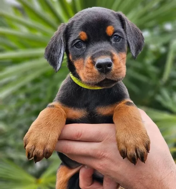 Hırs Kupleri Doberman Yavrular