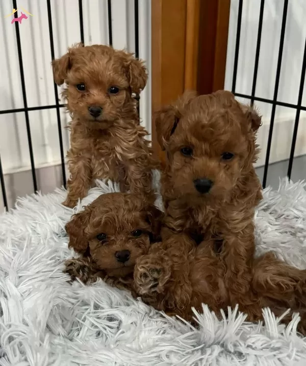 Orjinal Toypoodle Yavrular