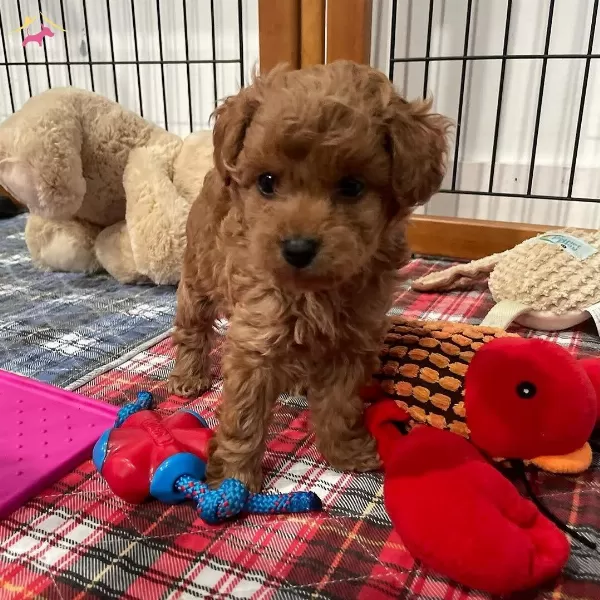 Orjinal Toypoodle Yavrular