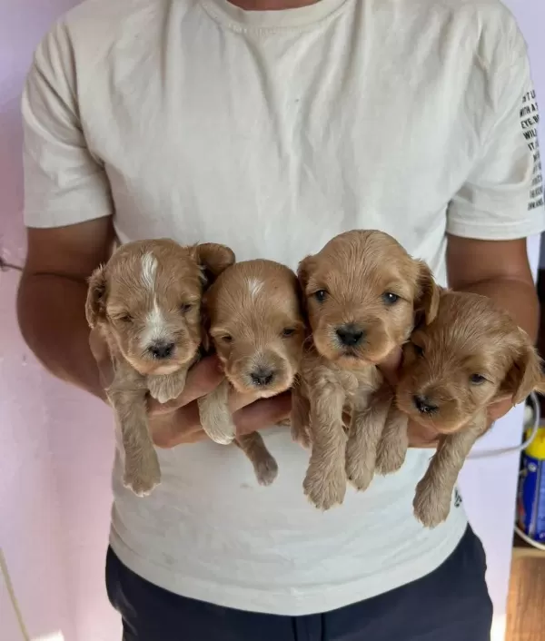 Safkan Maltipoo Yavrular