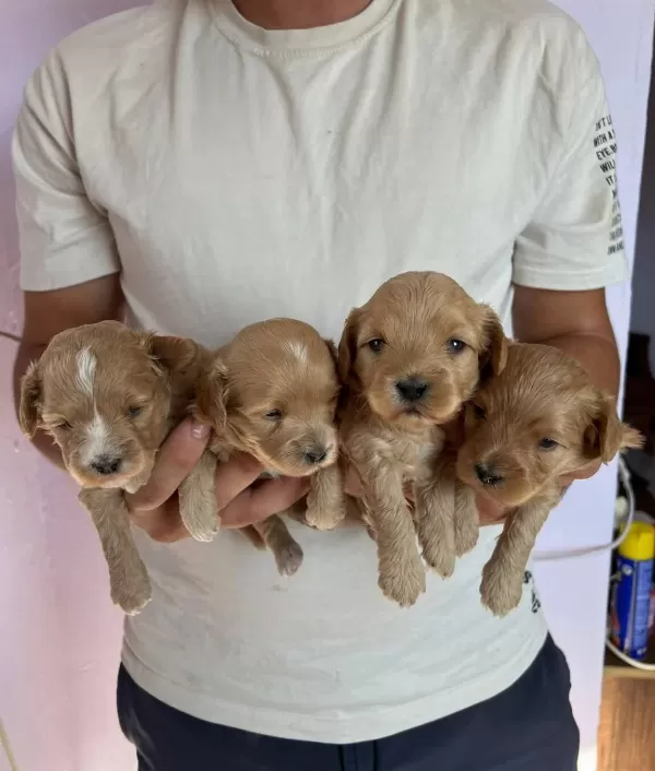 Safkan Maltipoo Yavrular