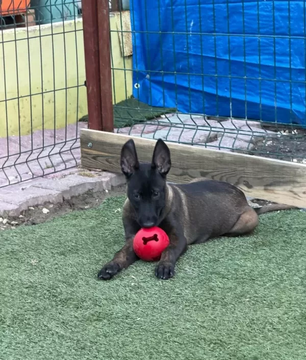 Safkan Belcika Malinois Yavrularımız