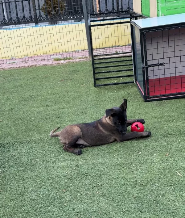 Safkan Belcika Malinois Yavrularımız