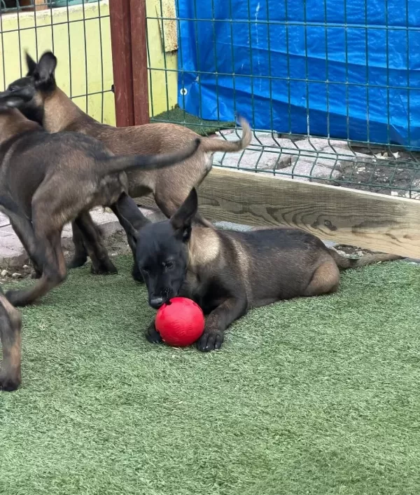 Safkan Belcika Malinois Yavrularımız