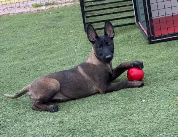 Safkan Belcika Malinois Yavrularımız