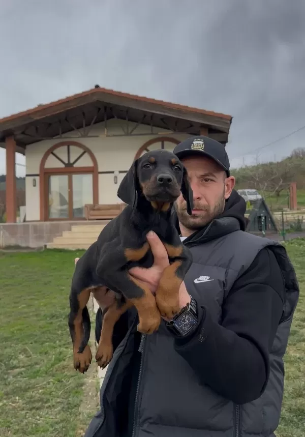 Secereli Doberman Yavruları