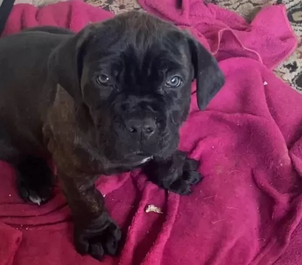 Cane Corso Atası Brender Soyu 2 Aylık