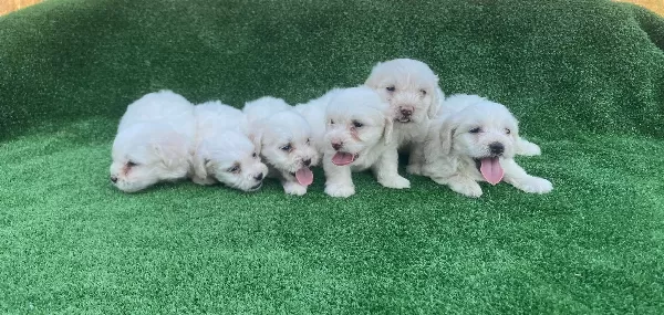 Safkan Numara Maltese Terrier Yavruları
