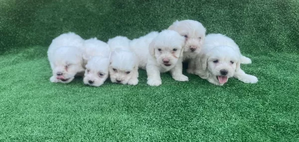 Safkan Numara Maltese Terrier Yavruları