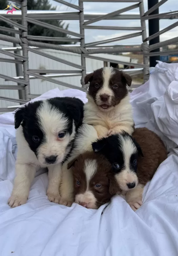 Ev Ortamında Sosyalleşen Safkan Border Collie Yavruları