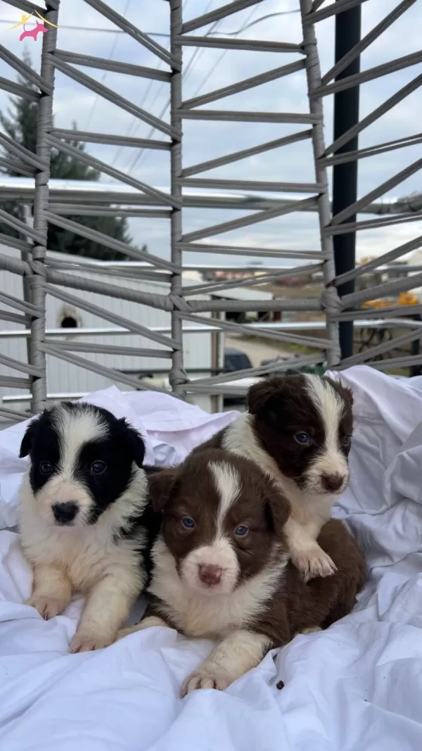 Ev Ortamında Sosyalleşen Safkan Border Collie Yavruları