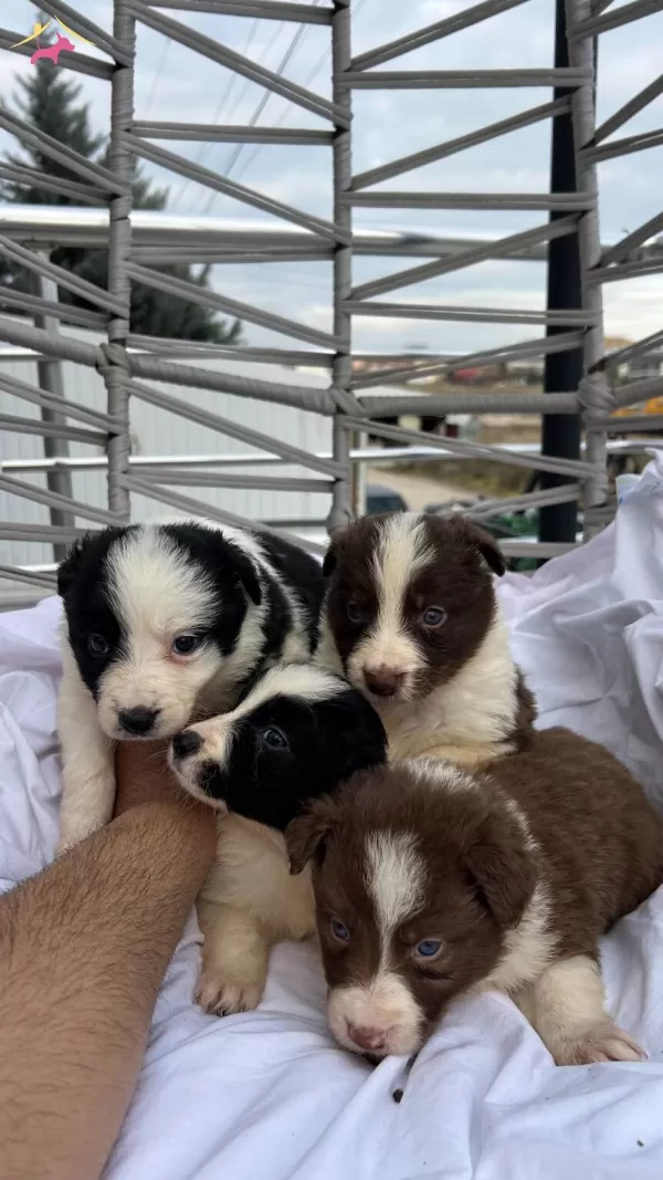Ev Ortamında Sosyalleşen Safkan Border Collie Yavruları