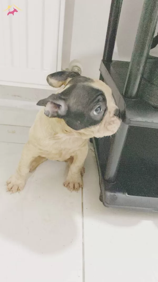 Safkan Irk Garantili Sosyal French Bulldog Yavruları