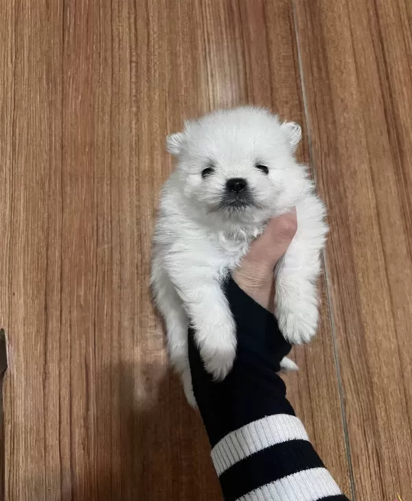 Ayı Surat Orijinal Pomeranian Yavrularım