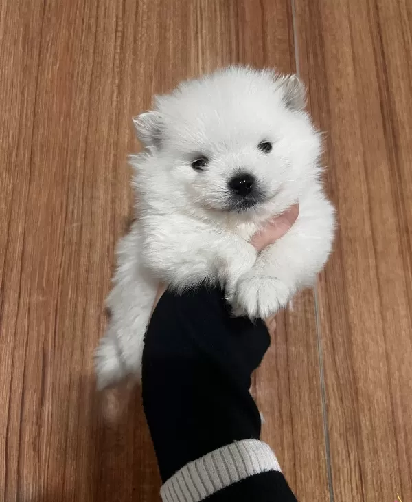 Ayı Surat Orijinal Pomeranian Yavrularım