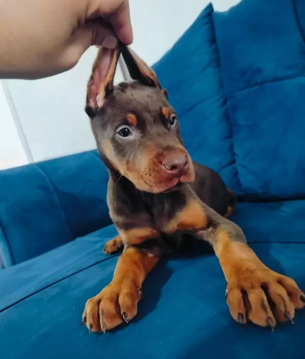Irk Garantili Saglıklı Doberman Yavruları