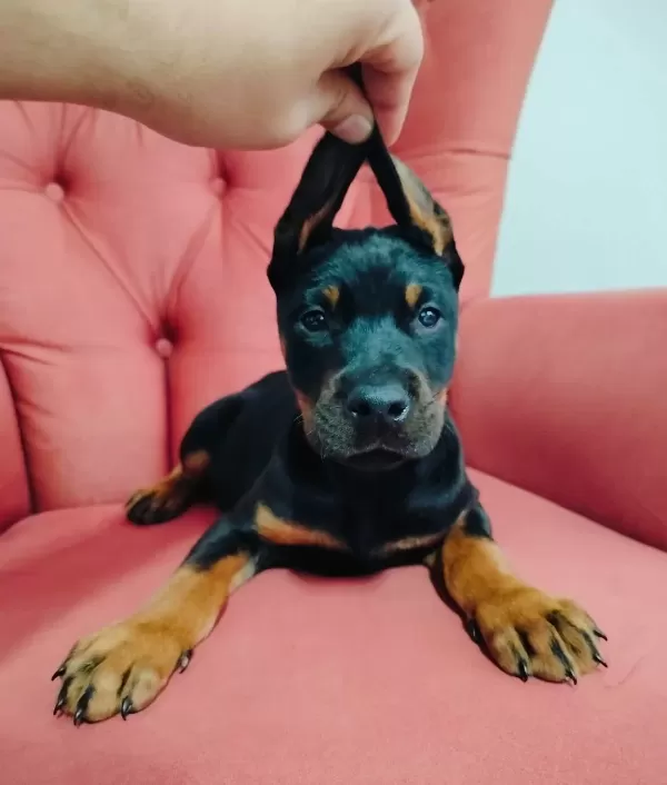Irk Garantili Saglıklı Doberman Yavruları