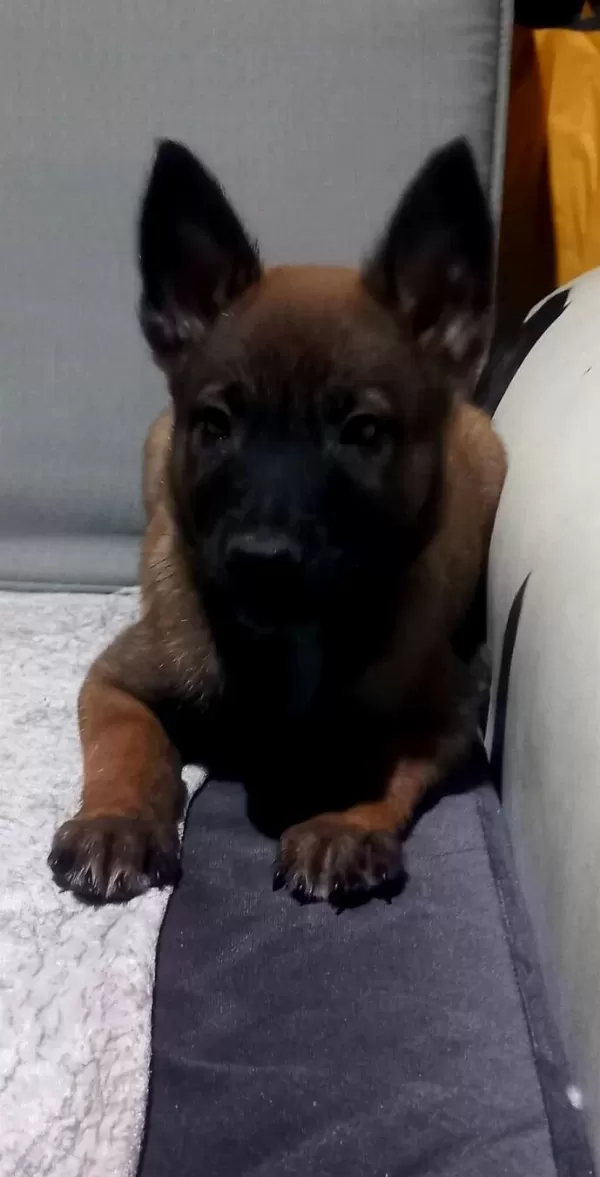 Safkan Belcika Kurdu Malinois Yavruları
