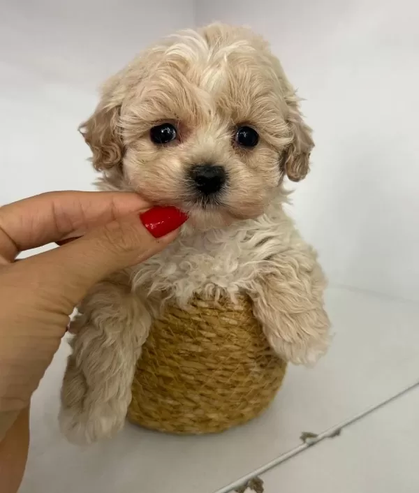 Sosyal Ve Oyuncu Karakterli Maltipoo Yavruları