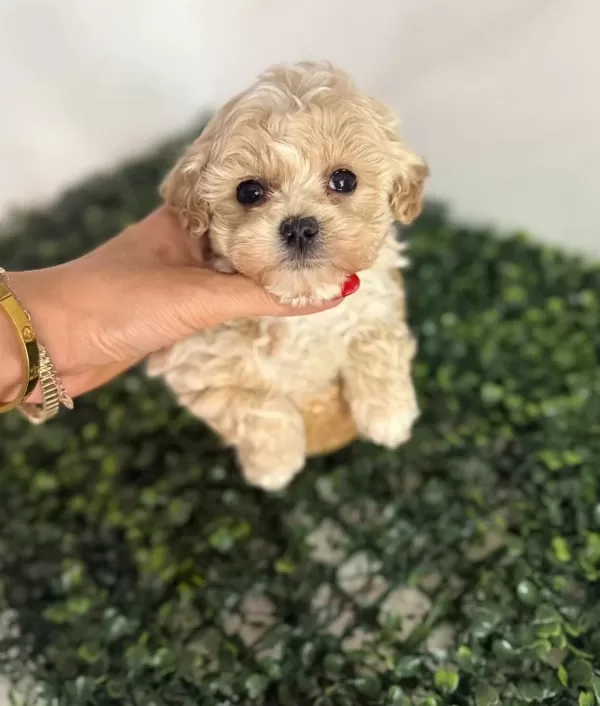 Sosyal Ve Oyuncu Karakterli Maltipoo Yavruları