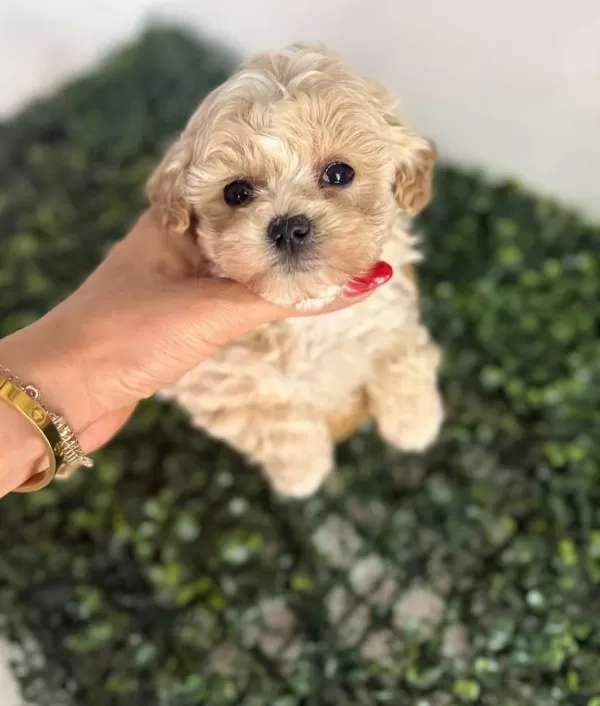 Sosyal Ve Oyuncu Karakterli Maltipoo Yavruları