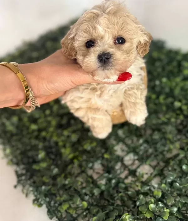 Sosyal Ve Oyuncu Karakterli Maltipoo Yavruları