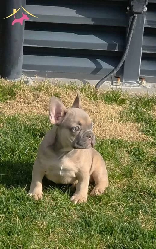 Blue Sable Erkek Yavrum