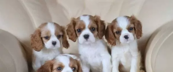 Cavalier King Charles Cinsi Yavrular