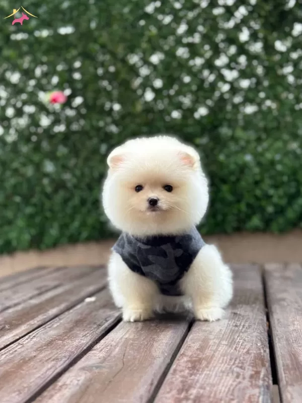 Uygun Pomerian Yavrularımız