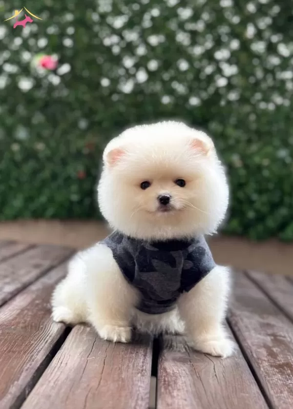 Uygun Pomerian Yavrularımız
