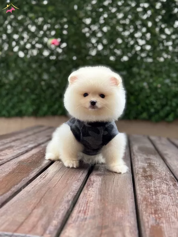 Uygun Pomerian Yavrularımız